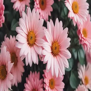 cute aesthetic flower wallpapers