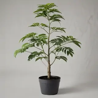 plant transparent
