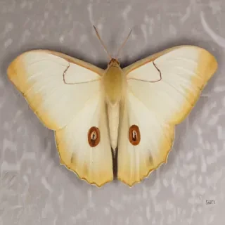 silk moth