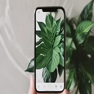 plant phone wallpaper