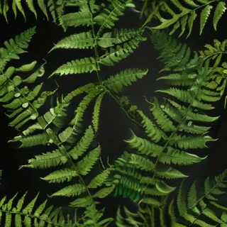 transparent fern png