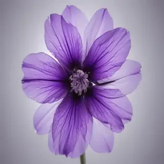 transparent purple flower