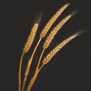 wheat png