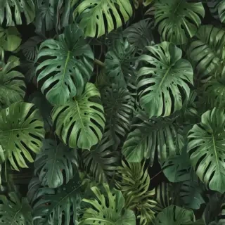 aesthetic monstera wallpaper