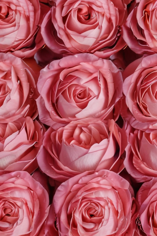 A Beautiful Arrangement of Soft Pink Roses in Full Bloom.