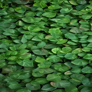 background green leaves