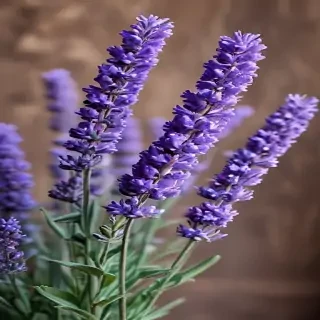 lavender phone background