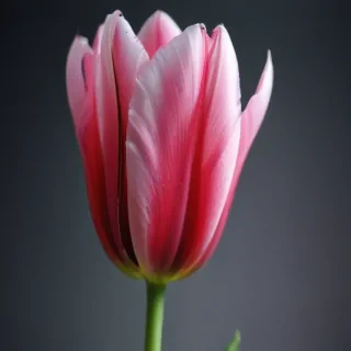 tulip iphone wallpaper