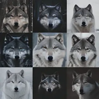 wolf aesthetic