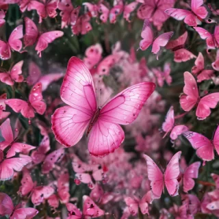 images of pink butterflies