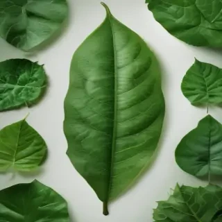 green leaf design