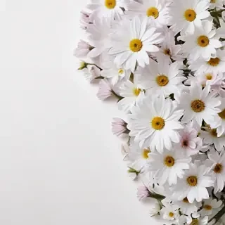 white background with flowers