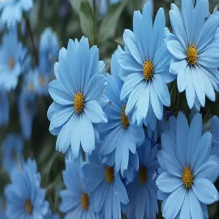 blue flower wallpaper aesthetic