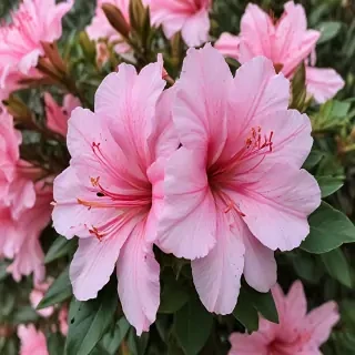 azalea flower