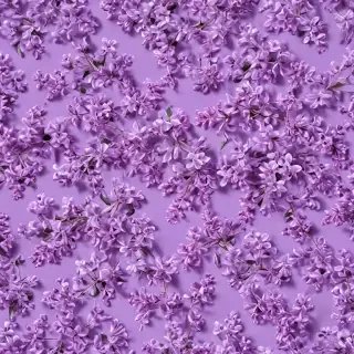 lilac background