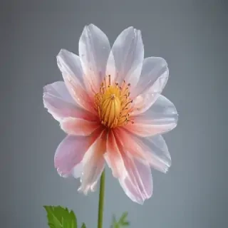 transparent flower background