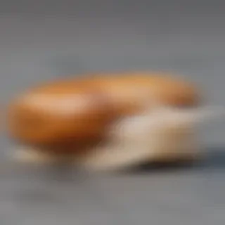 snail png