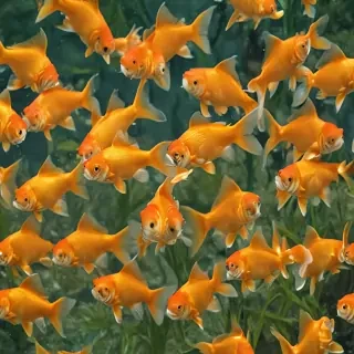 gold fish