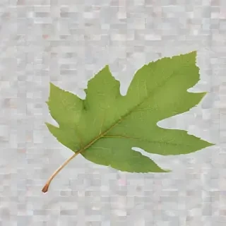 leaf transparent background