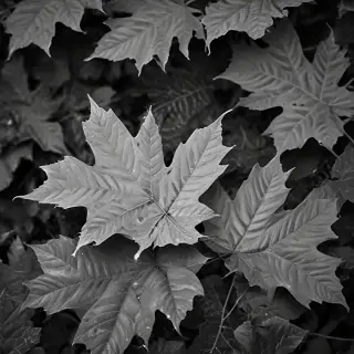 leaves black and white