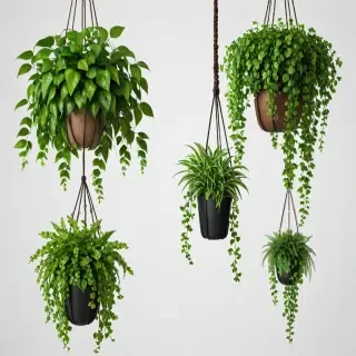 hanging plants png