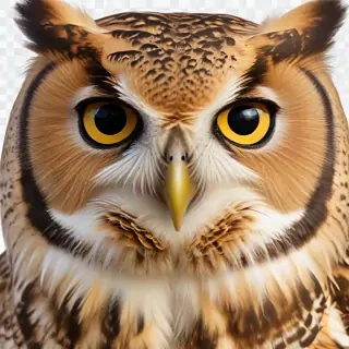 owl png