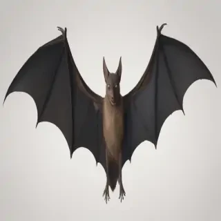 halloween bats png