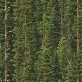 pine trees transparent background