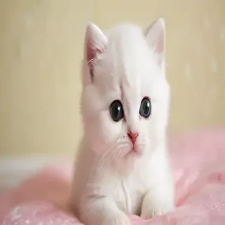 kitty wallpapers