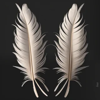 feathers png