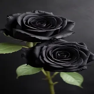 black roses background