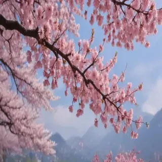 sakura background