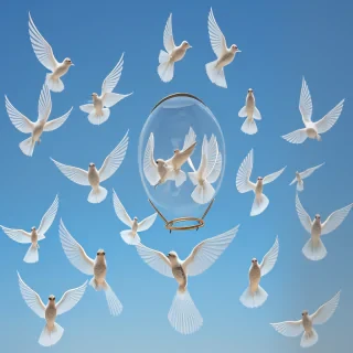 transparent birds