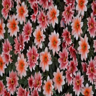 flower screen background