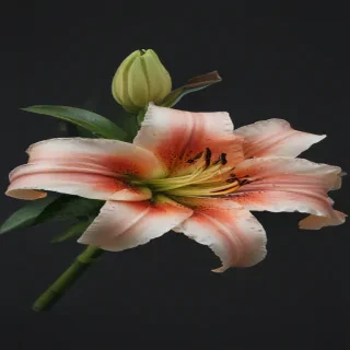 lily flower png
