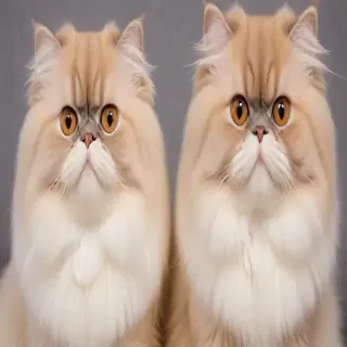persian cat breed