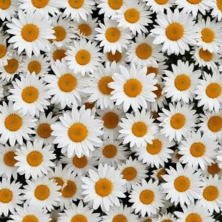 iphone daisy wallpaper
