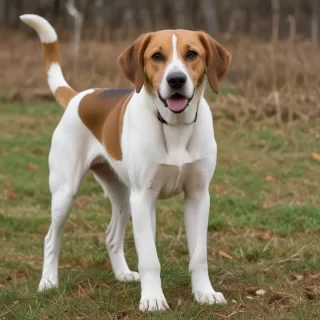 american lab foxhound