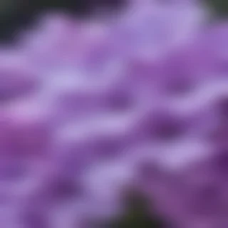 lilac iphone wallpaper