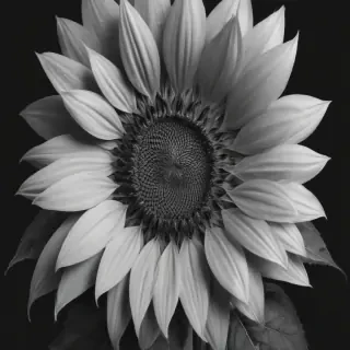 clip art sunflower black and white