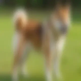 shikoku dog breed