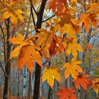 fall leaves