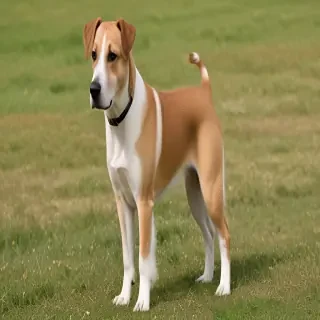 aussalier dog breed