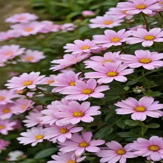 pretty flowers