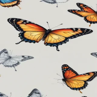 butterfly drawign