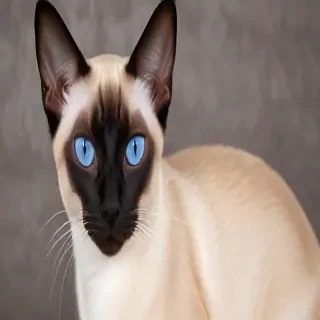 siamese cat breed