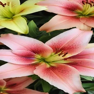 lily background