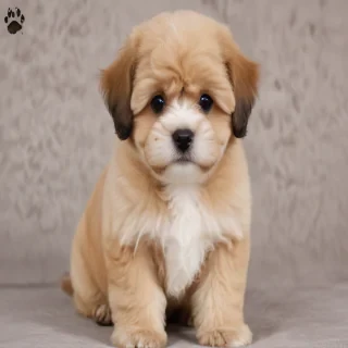 shih poo dog breed