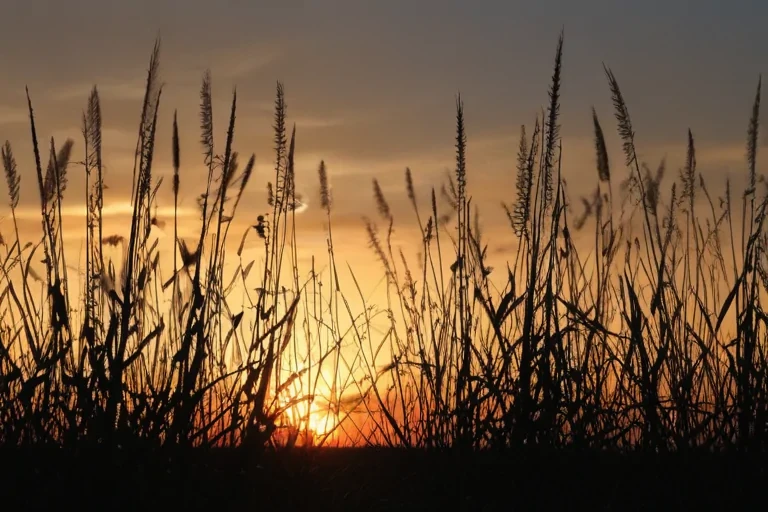 grass silhouette