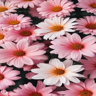 cute flower wallpaper aesthetic